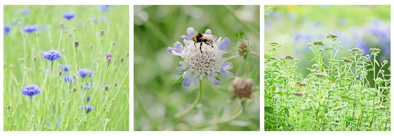 June flowers 2.jpg