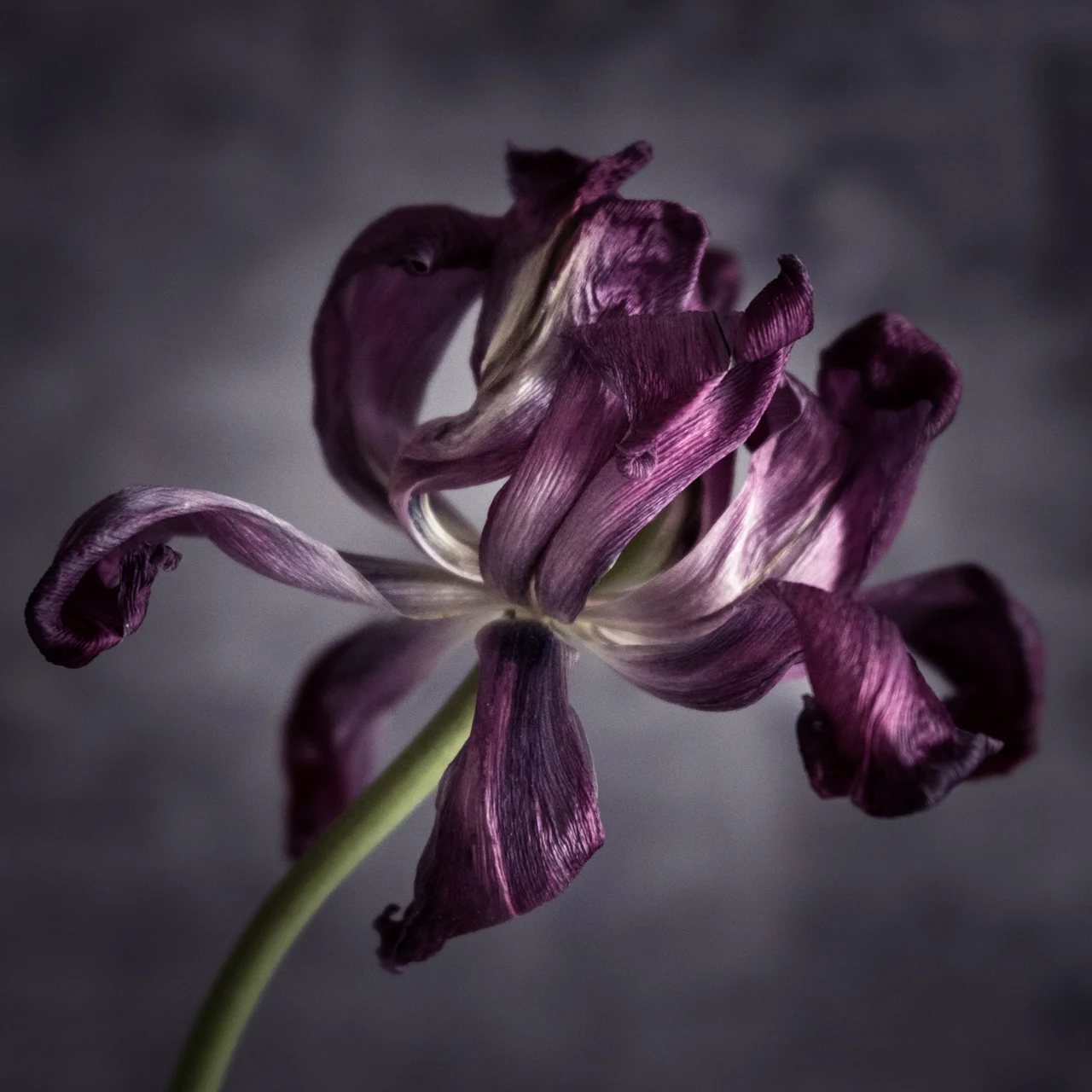 emmadaviesphotography-7464.jpg