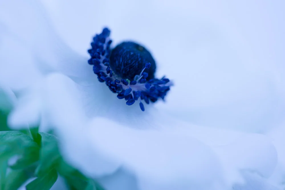 colour of light anemone blue.jpg