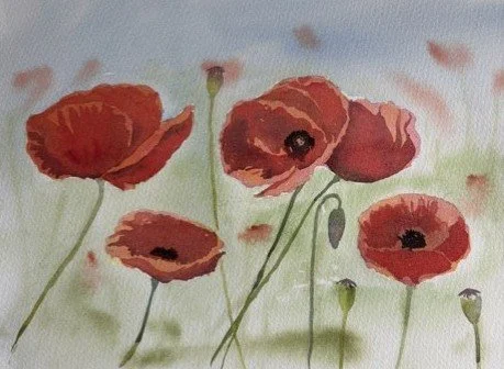  Poppies 