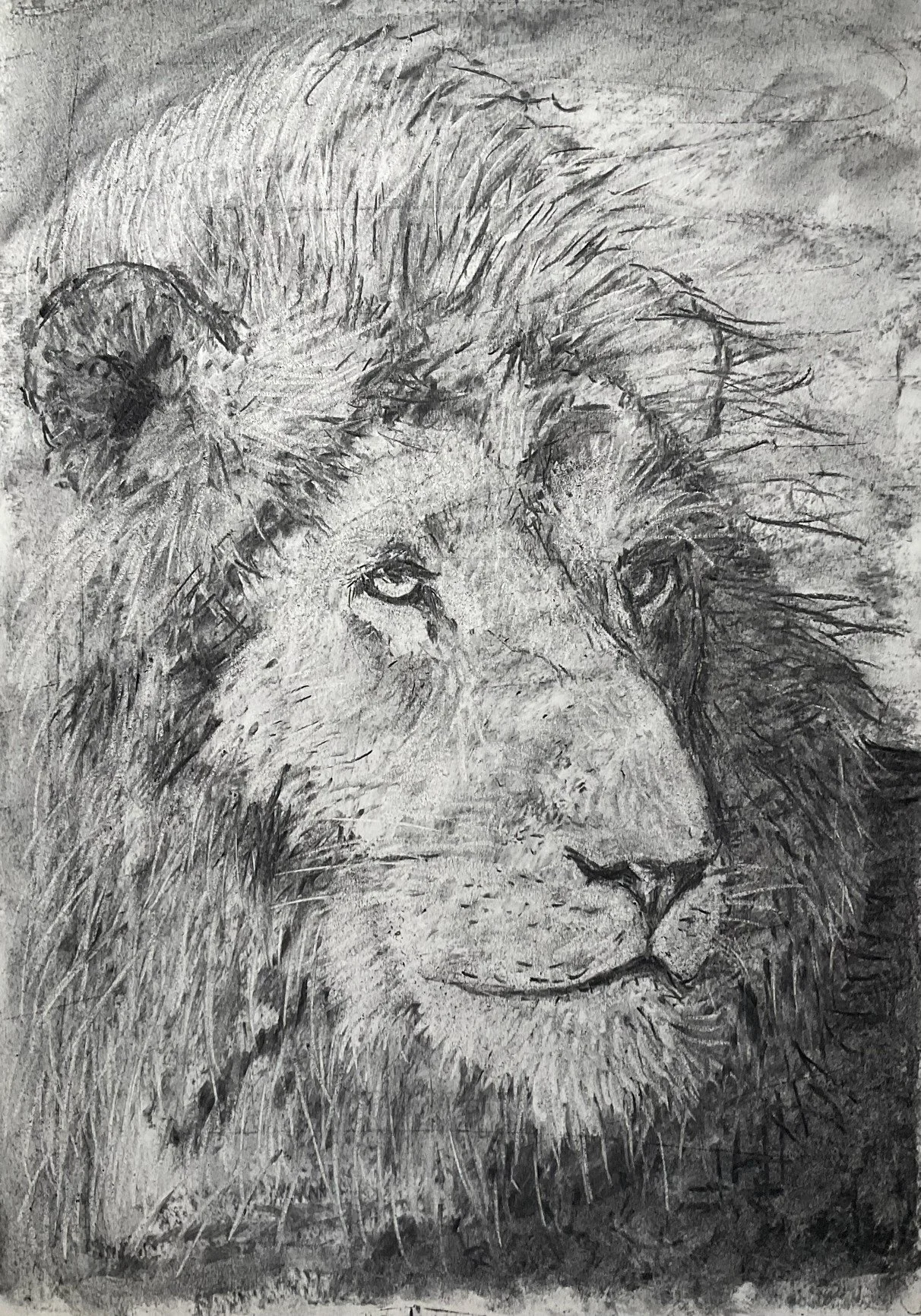 Lion   Charcoal 