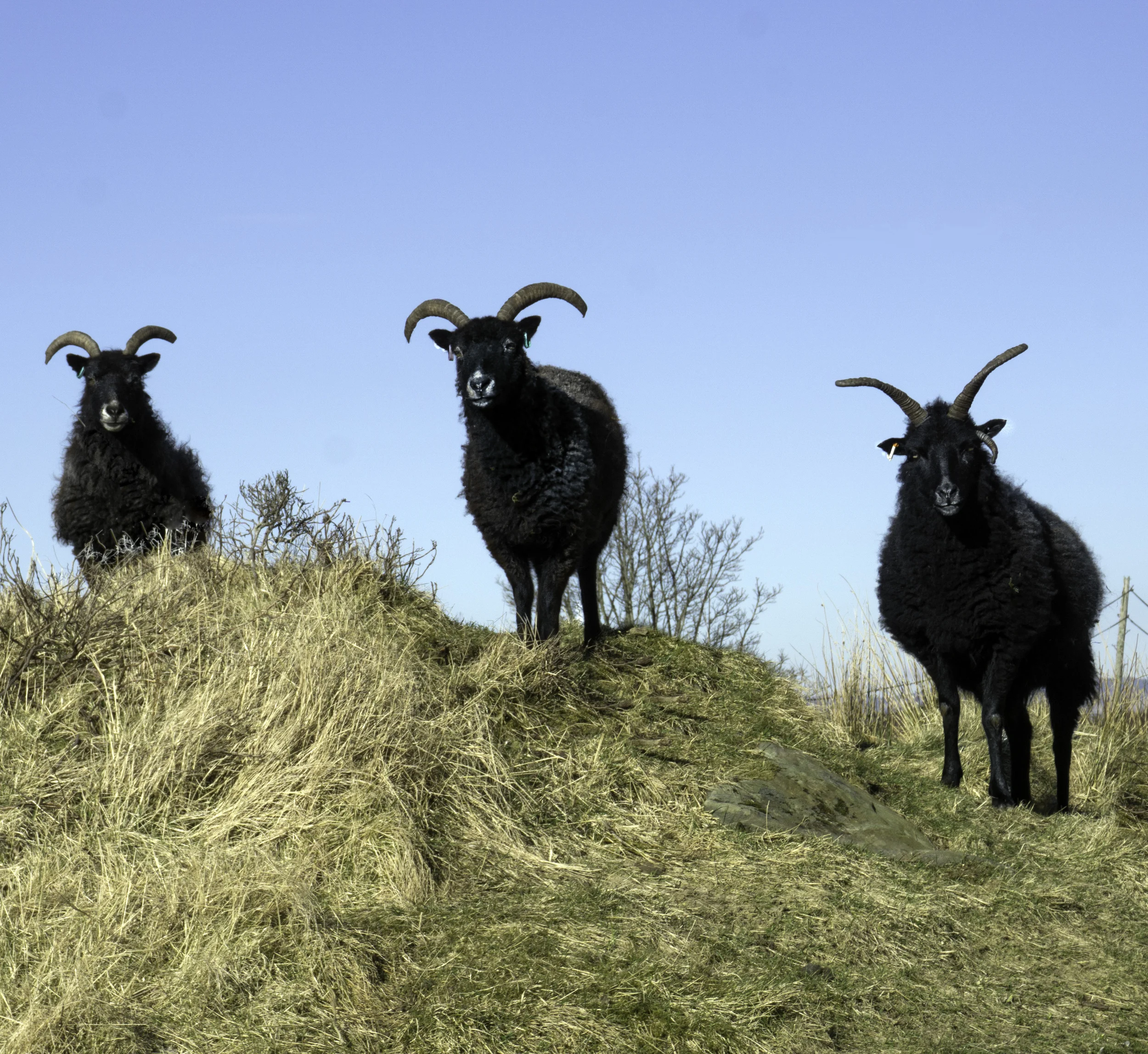 SHEEP 1 .jpg