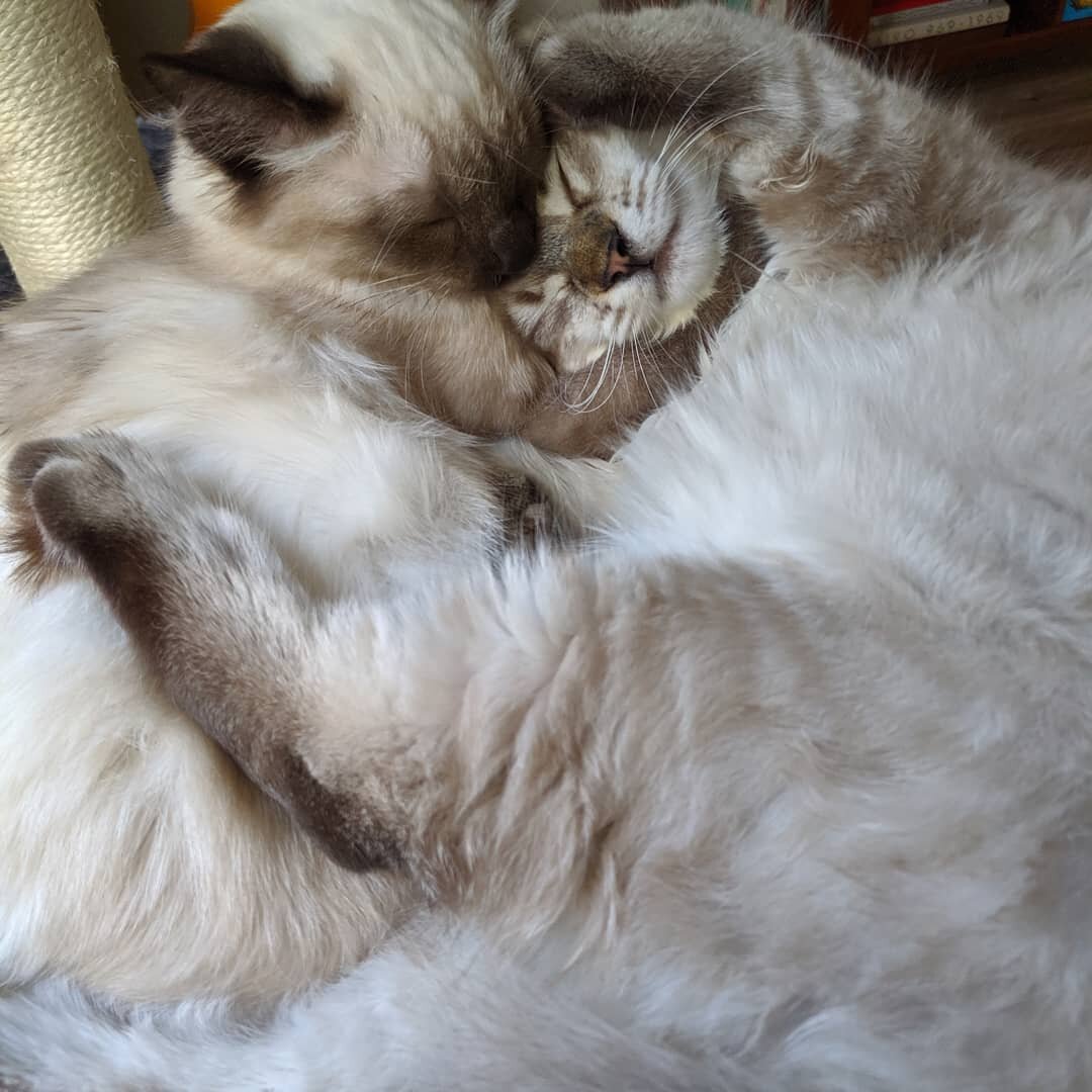caught these two in a rare moment of truce 🤝