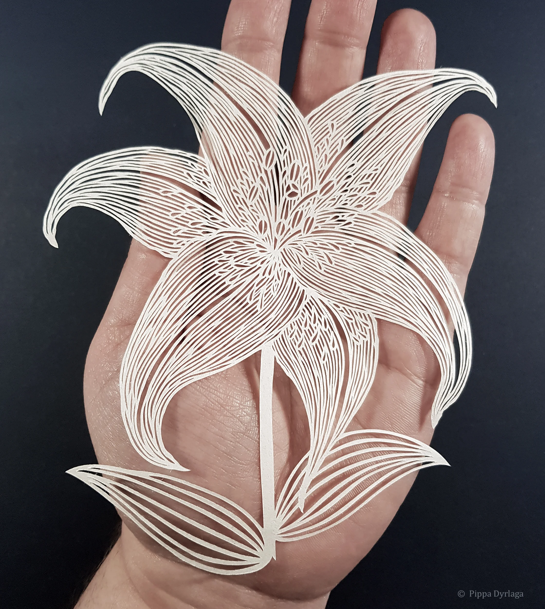 Lily study