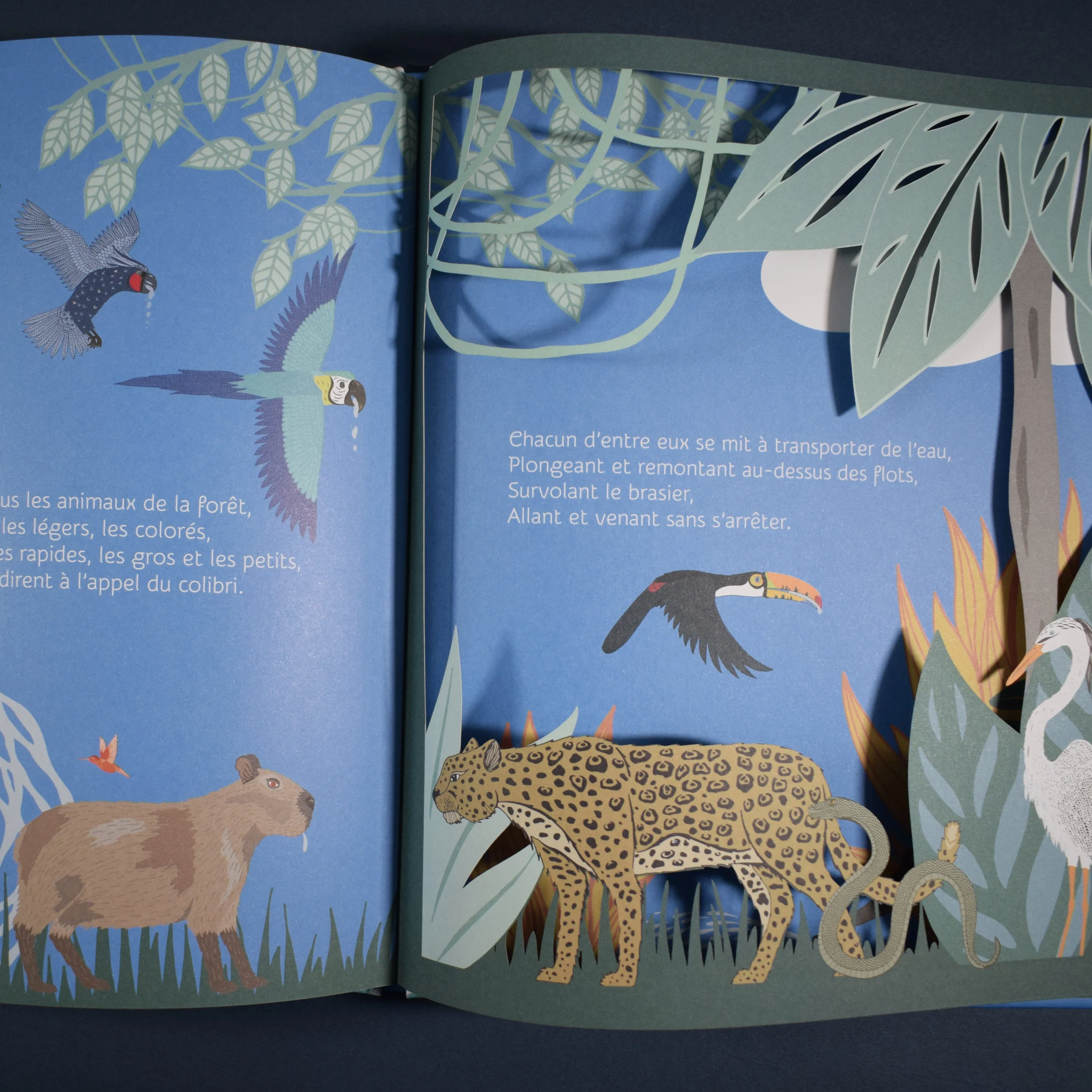 La Sagesse du Colibri I illustrated my first children's book! — PIPPA