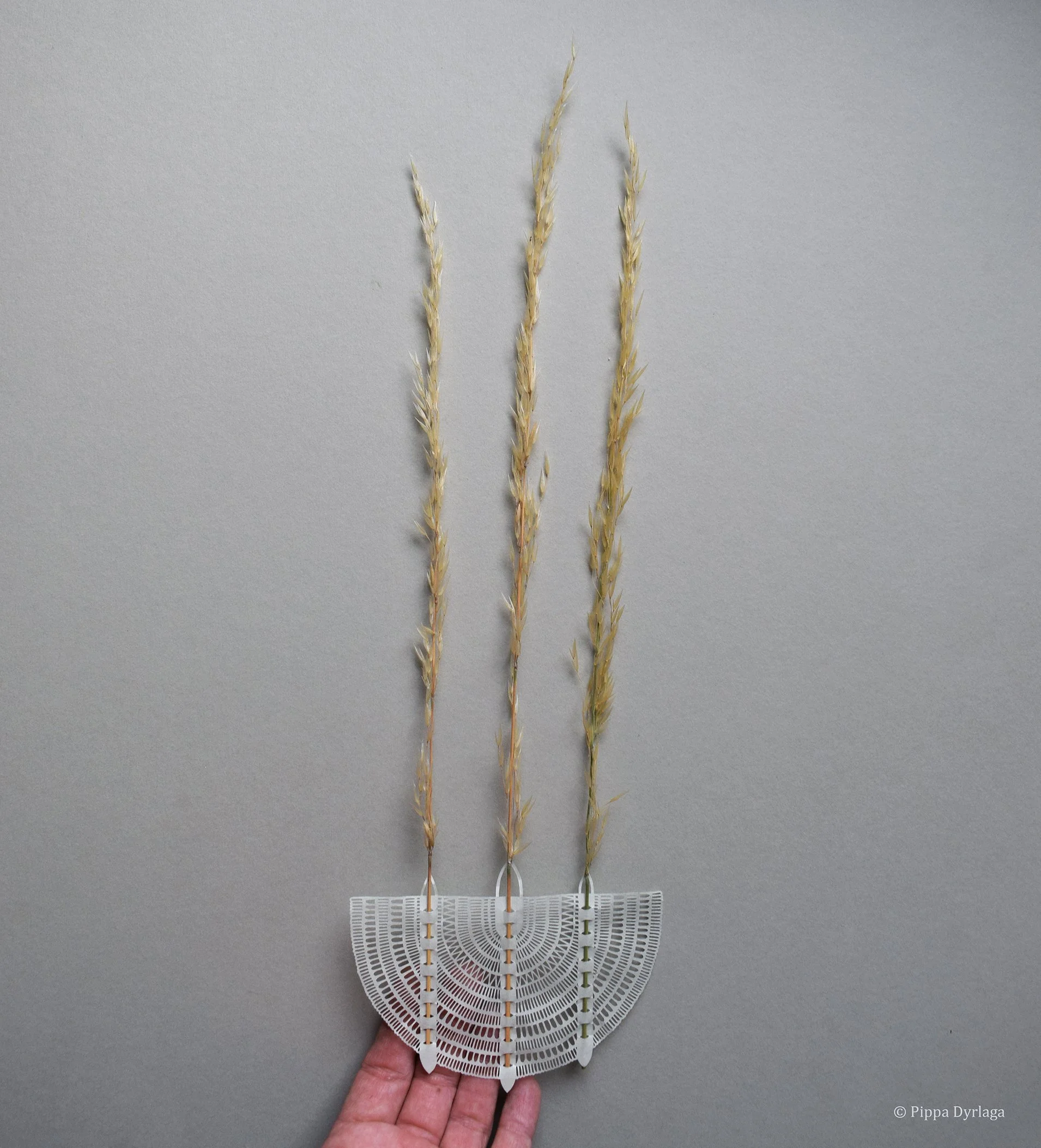 Homage to Everyday Nature #6