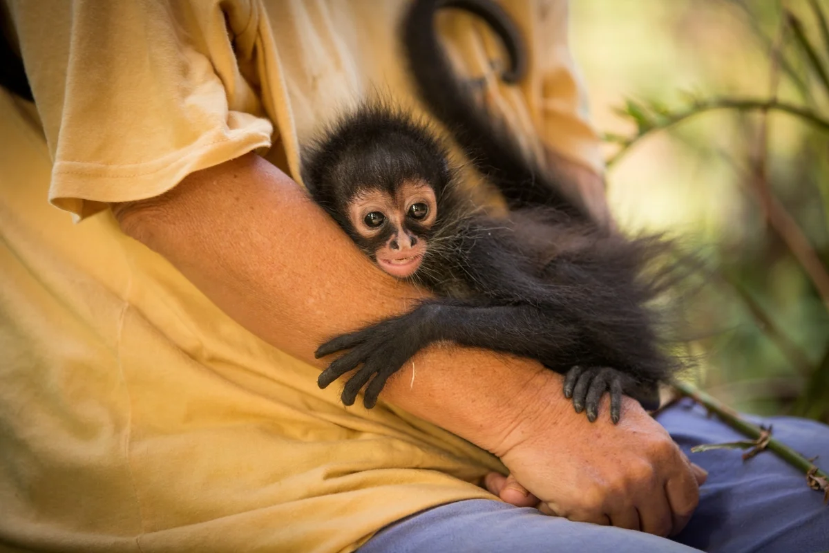 Spider Monkey Program — Wildtracks