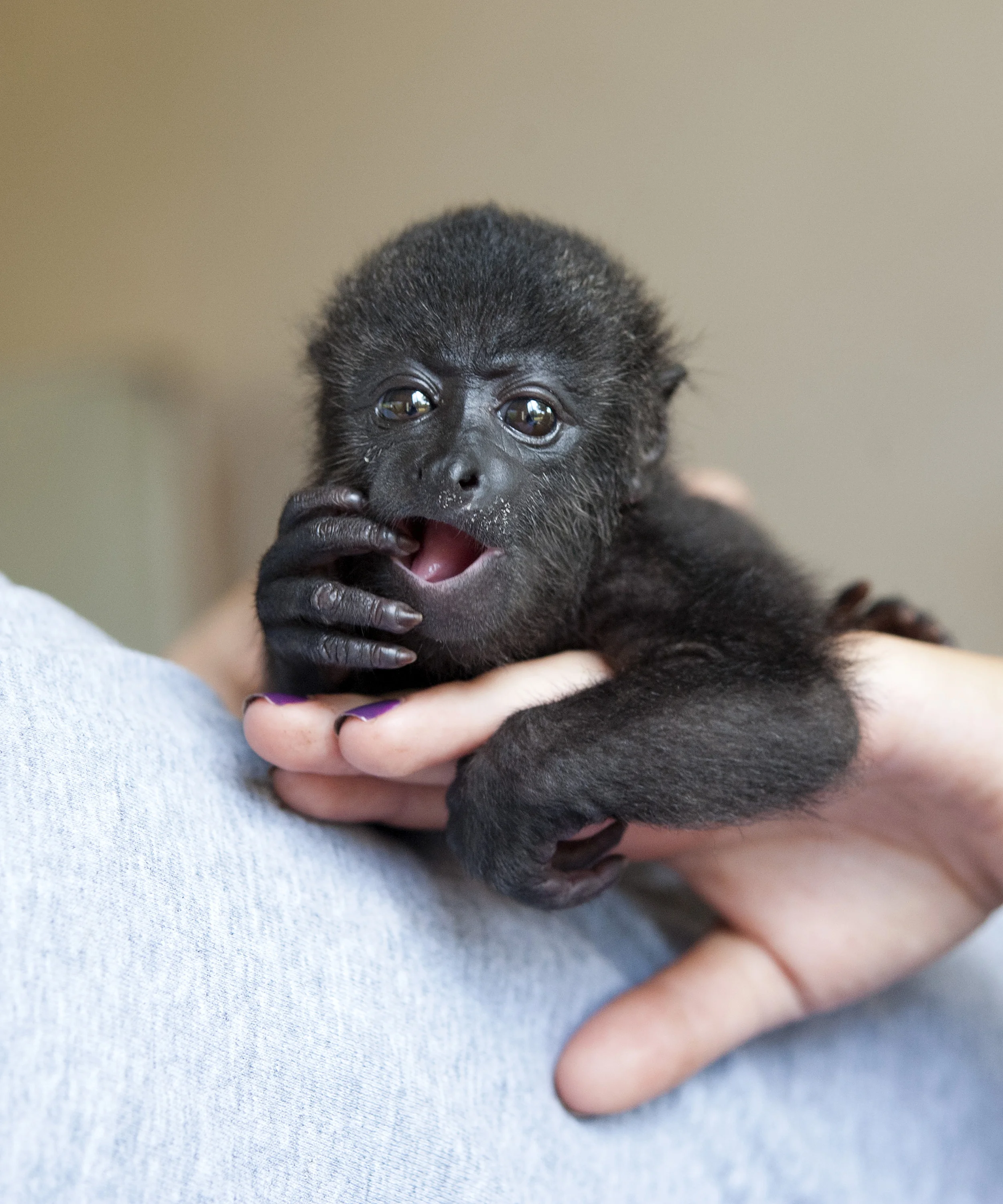 Howler Monkey Program — Wildtracks