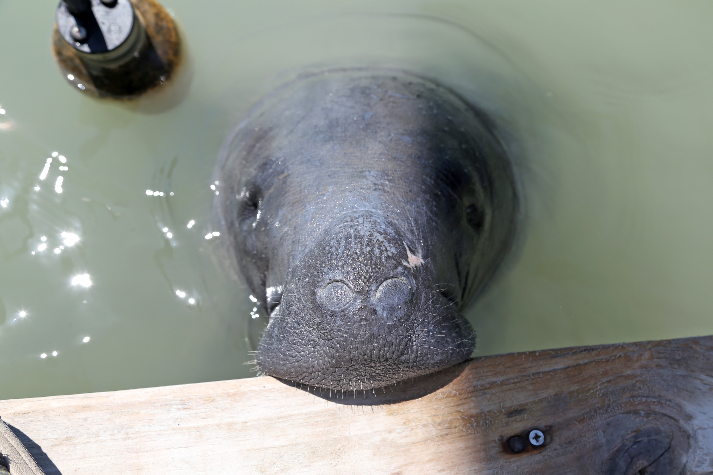   Manatee Program  