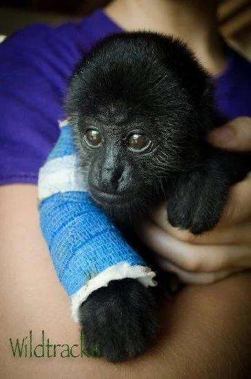 Following friends through rehab - Mitch returns for Innie's release