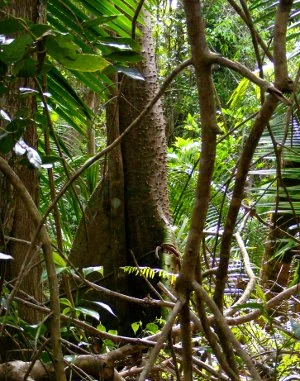 ceiba.jpg