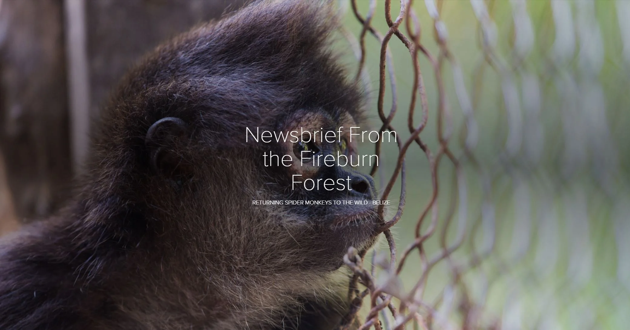 Wildtracks Newsletter, 2019