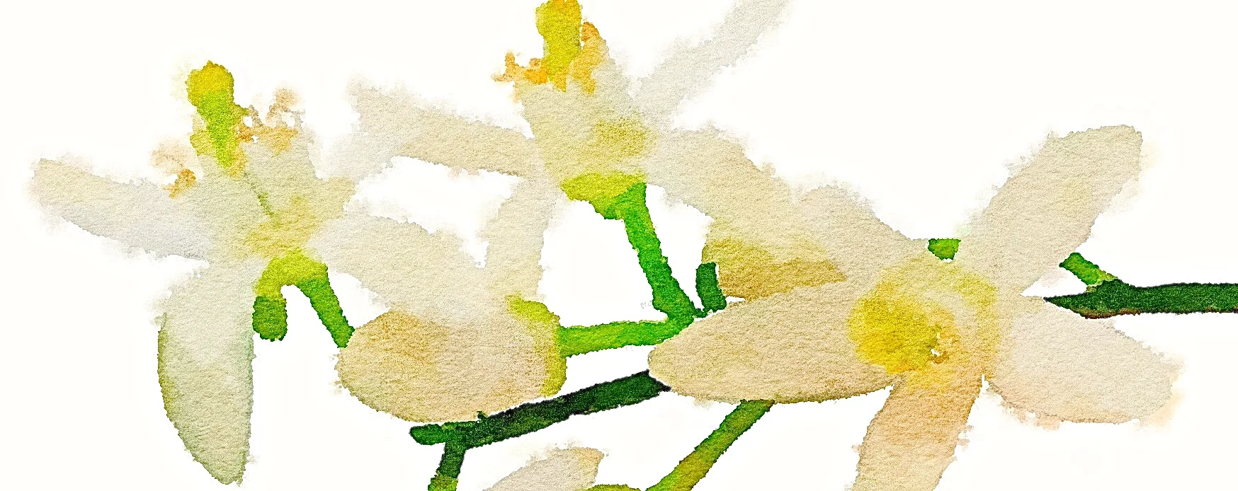orange blossoms painted.jpg