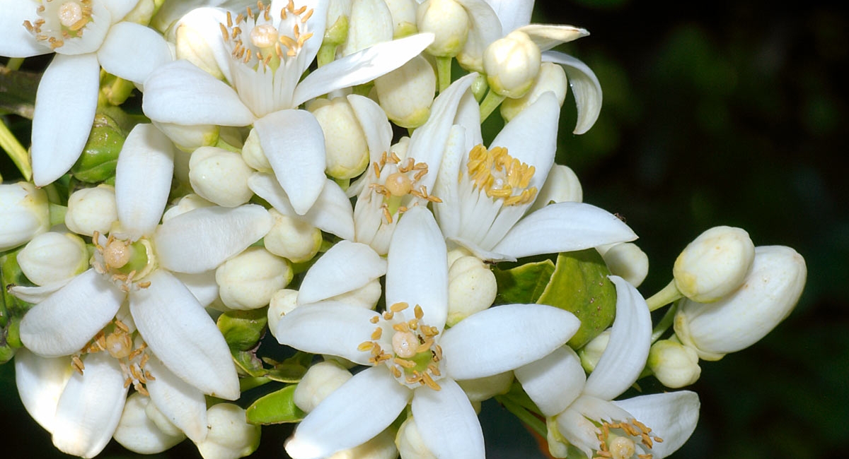citrus_sinensis-2large.jpg