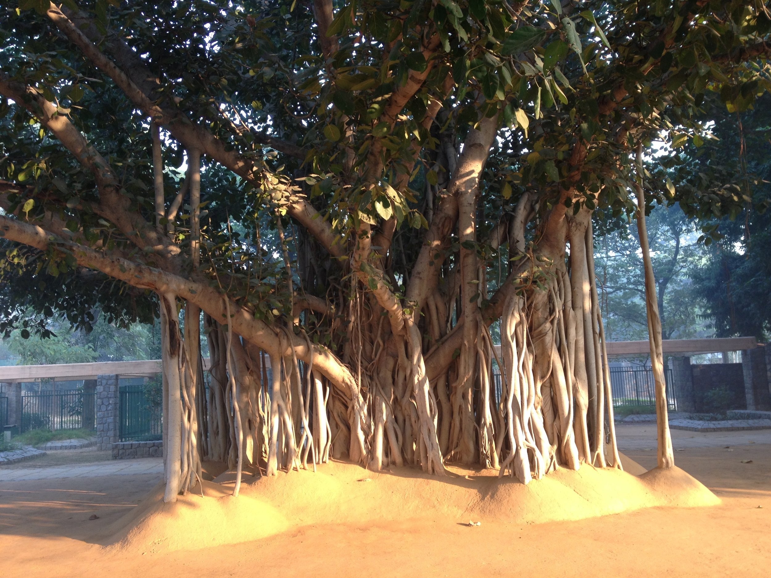 The banyan tree at the entrance to the Sanskriti Kendra