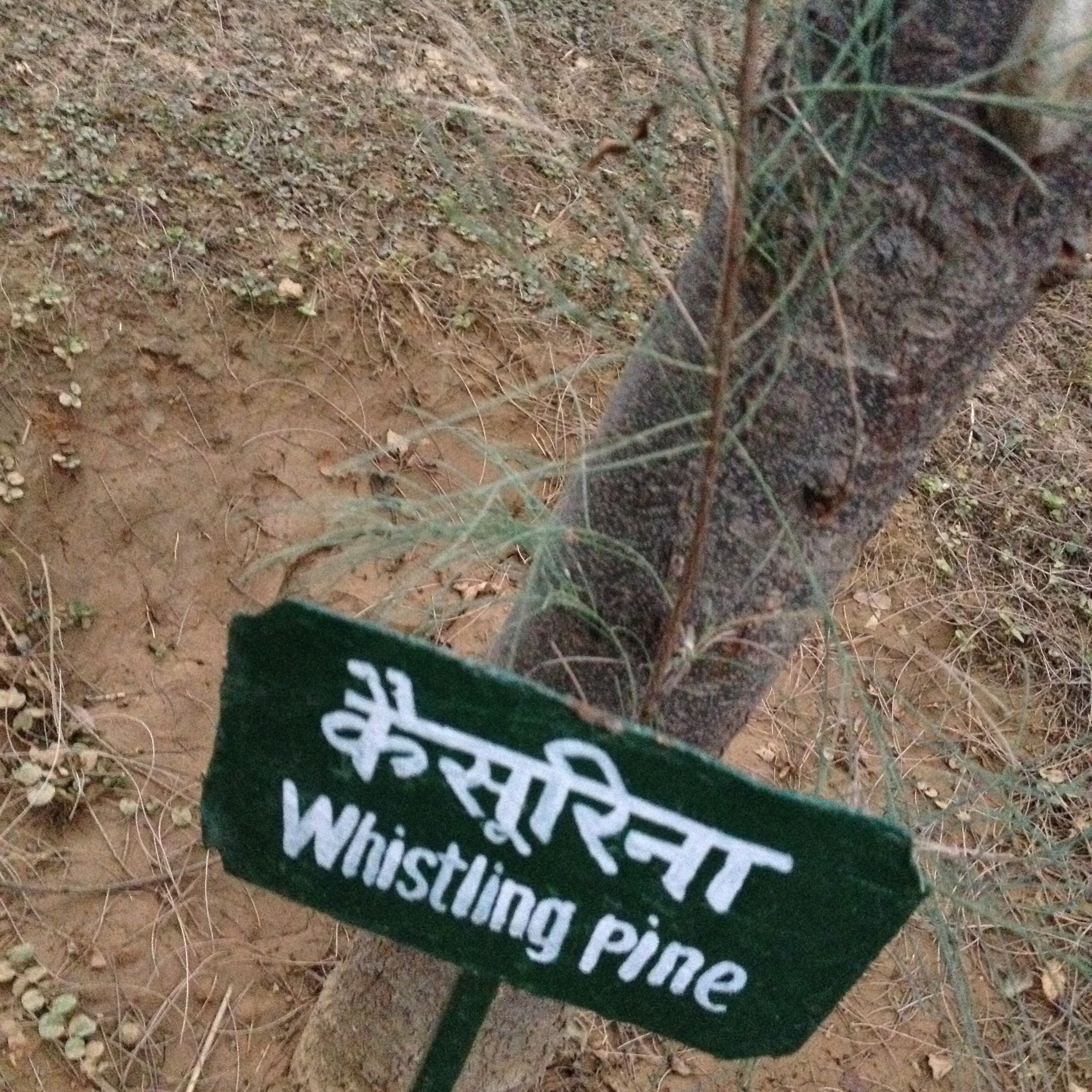 Whistling Pine tree labeled in Hindi and English 