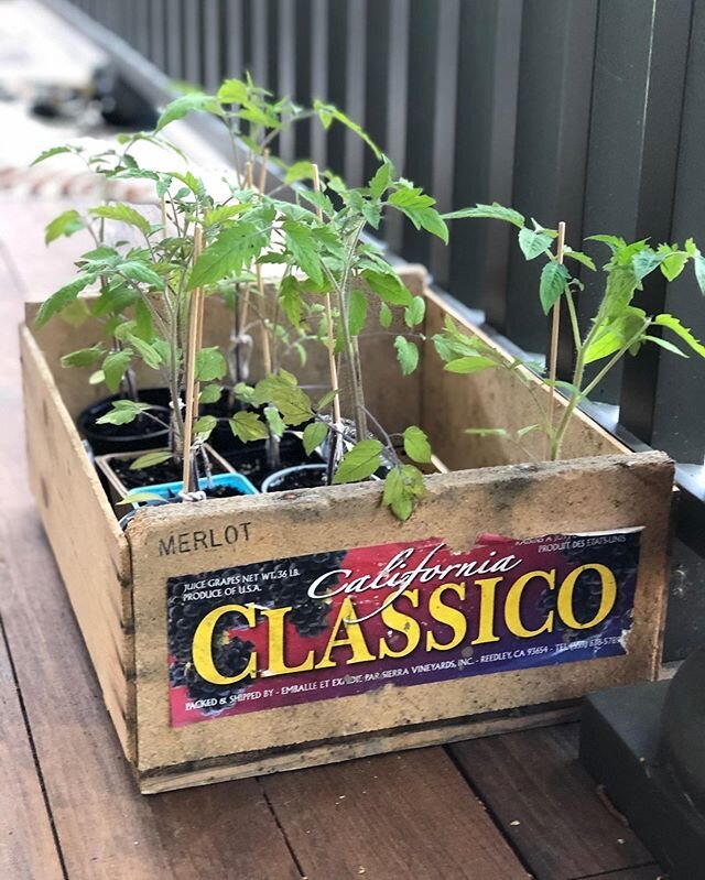 Special delivery from a friend &mdash;&nbsp;Bull's Heart Tomatoes! 🍅 #EdenGardenworks @jjquick1
. ⠀
#bullshearttomato #specialdelivery #veggiegarden #vegetablegarden #backyardgarden #gardening #ldnont #ldnontario #londonon #londonont #londonontario 