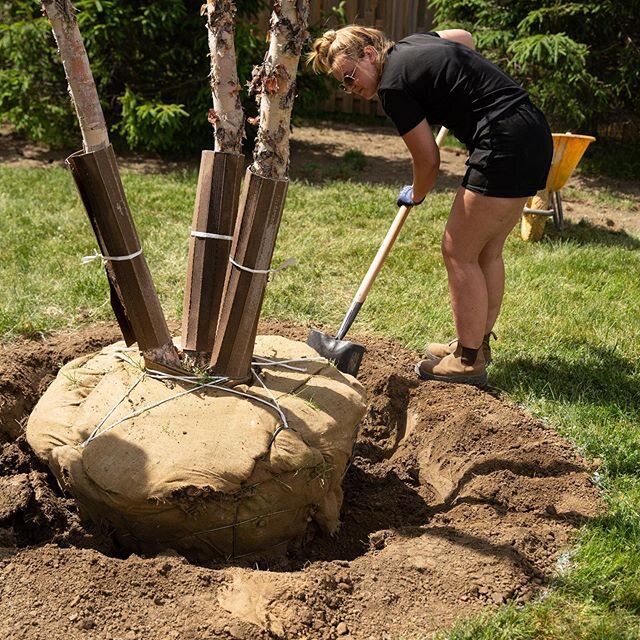 Big week,&nbsp;big trees,&nbsp;big thanks to the crew! 🌳 #EdenGardenworks ⠀
. ⠀
#treeplanting #gardendesign #landscapedesign #dreamteam #landscapeteam #crewlove #whataweek #ldnont #ldnontario #londonon #londonont #londonontario #canadaslondon #519 #