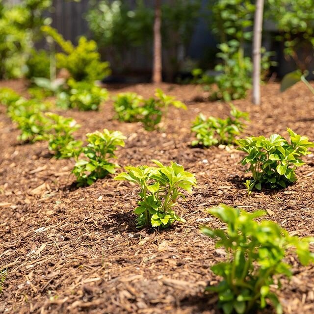 Fresh planting! 🌱 #EdenGardenworks ⠀
. ⠀
#gardendesign #freshplanting #gardensofinstagram #gardendetails #instagarden #ldnont #ldnontario #londonon #londonont #londonontario #canadaslondon #519 #519local