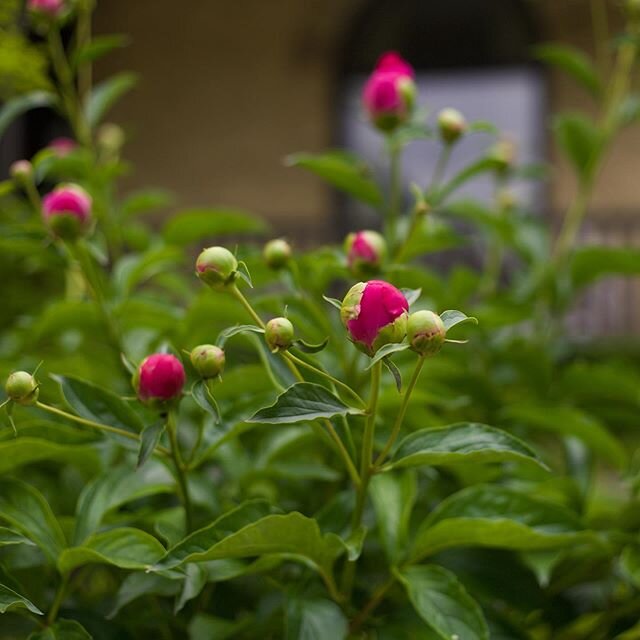 Enjoying peony season while it lasts! #EdenGardenworks ⠀
. ⠀
#peonyseason #peonies #bloomingpeonies #gardendetails #flowersofinstagram #oneofourfavourites #ldnont #ldnontario #londonon #londonont #londonontario #canadaslondon #519 #519london #519ldn 