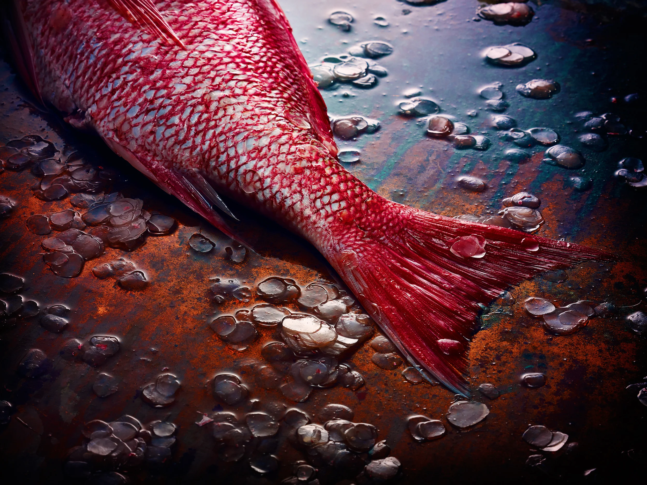snapper.jpg