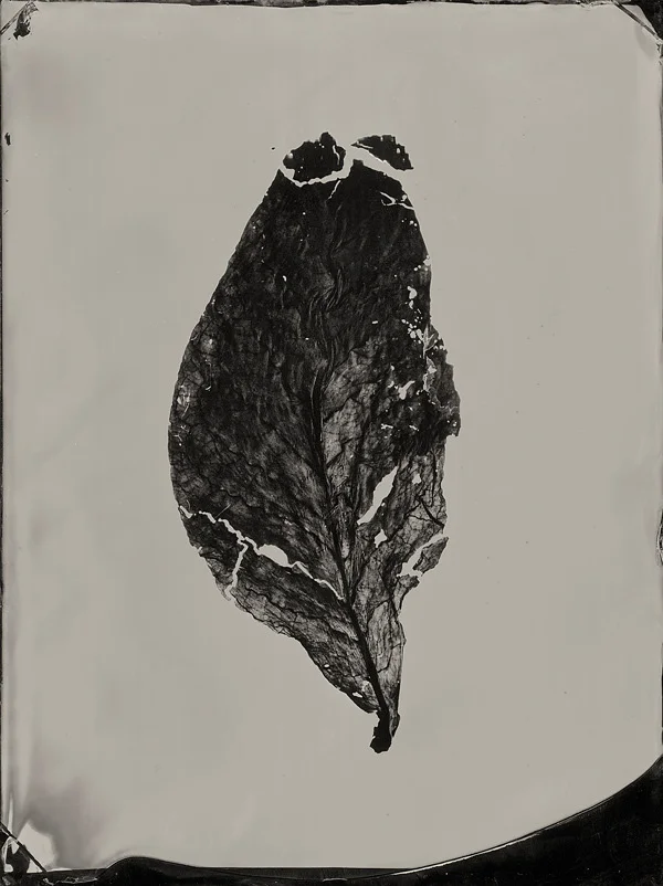 wpc-tobacco.jpg