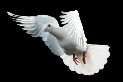 World Peace Begins in Your Mind