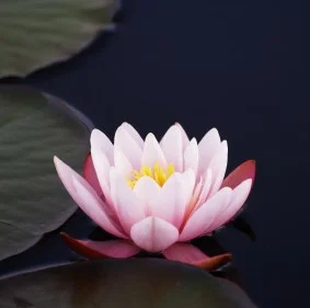 The Way to Truly Heal Your Life is to be Awake