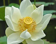 A Meditation for Waking Up