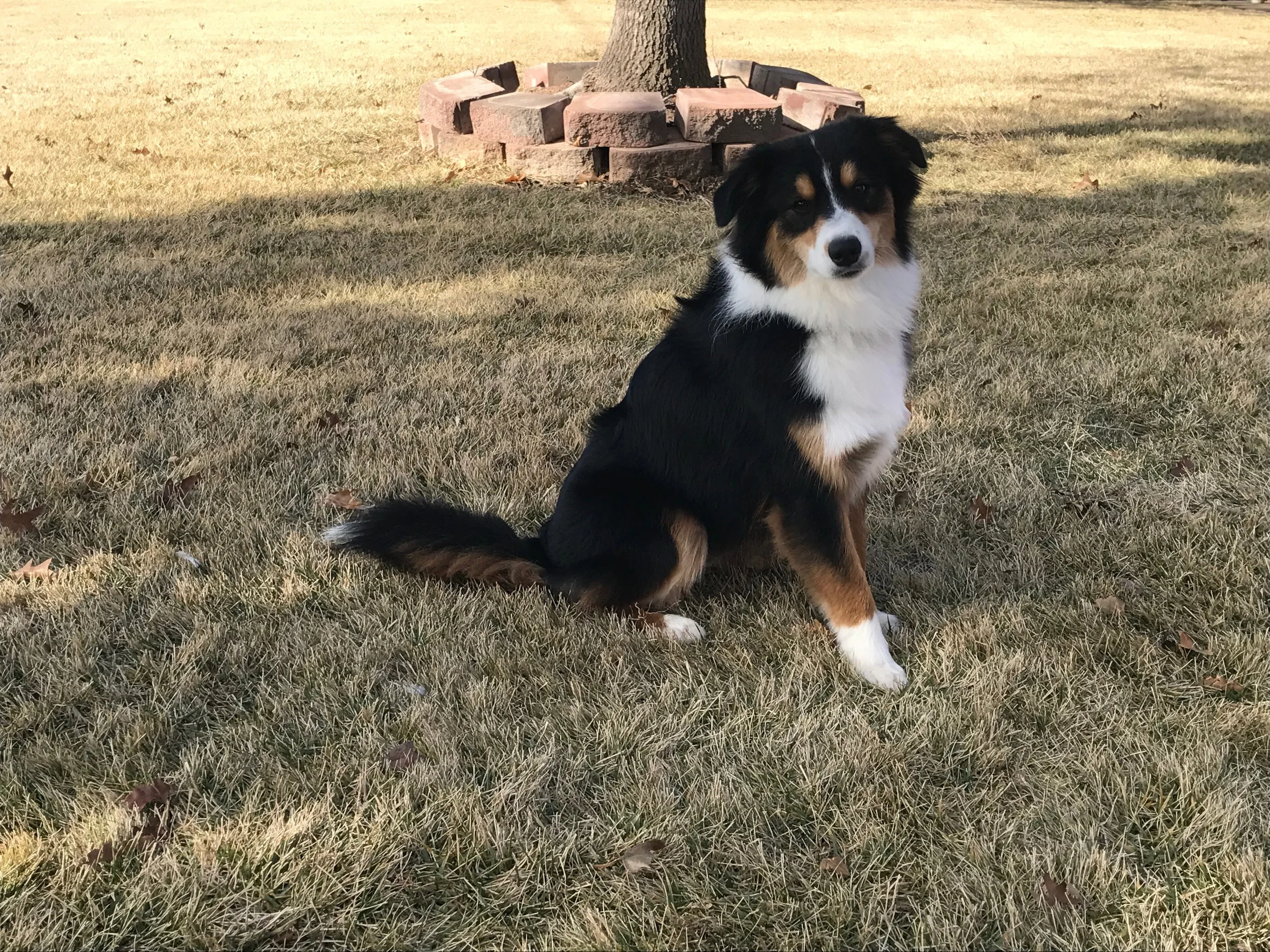 renegade mini aussies