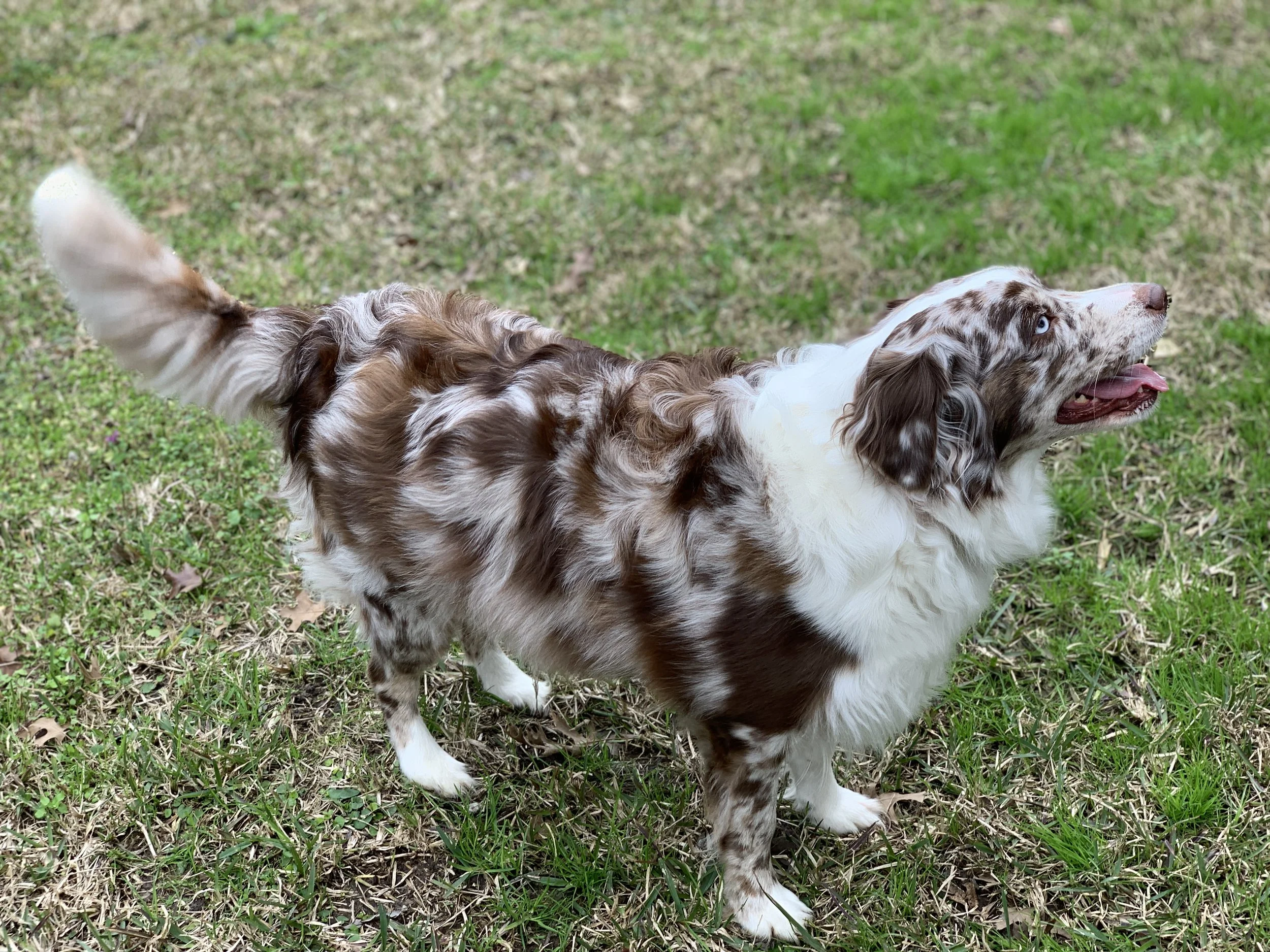 asdr registered mini aussie
