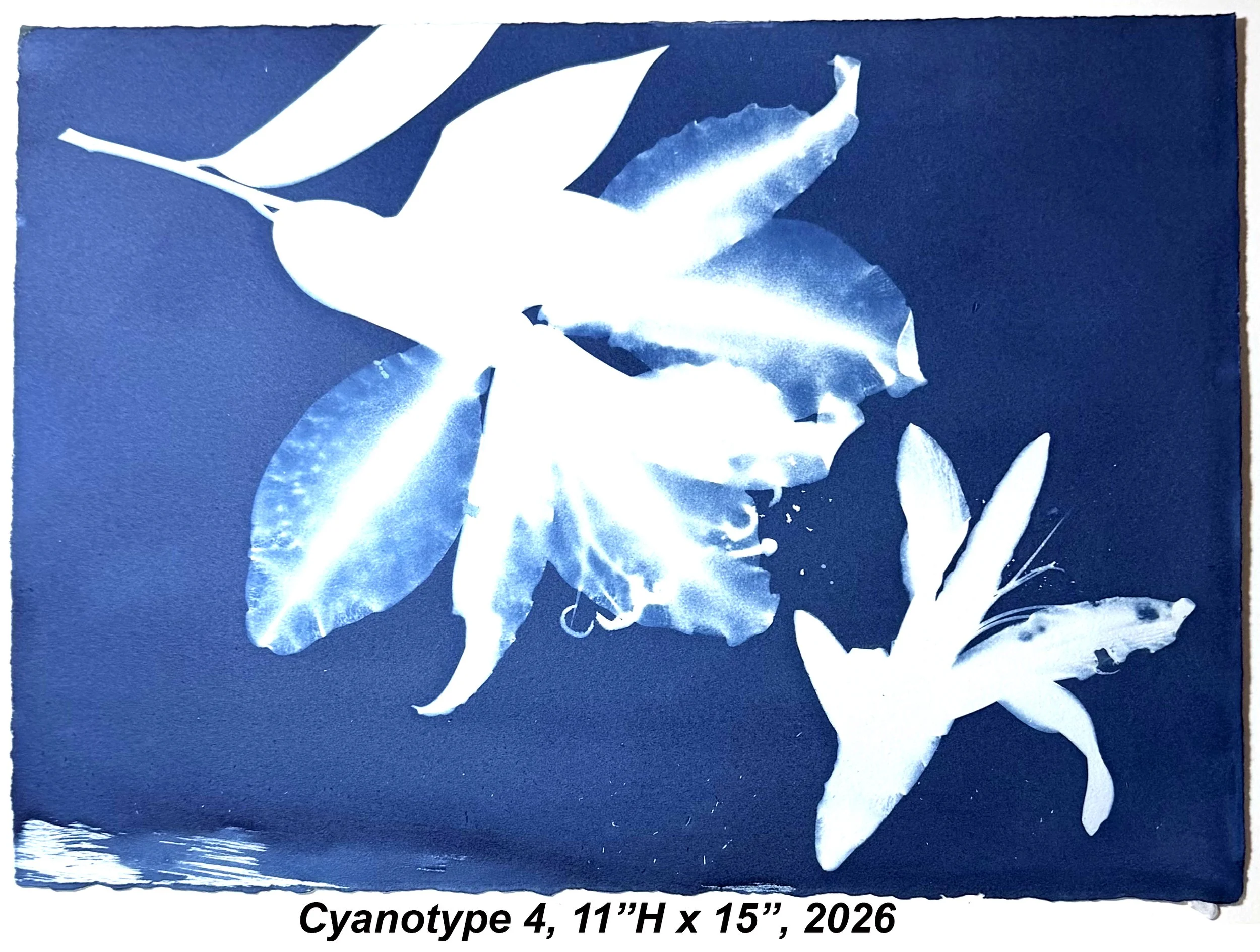 Cyan4,11x15,2026.jpg