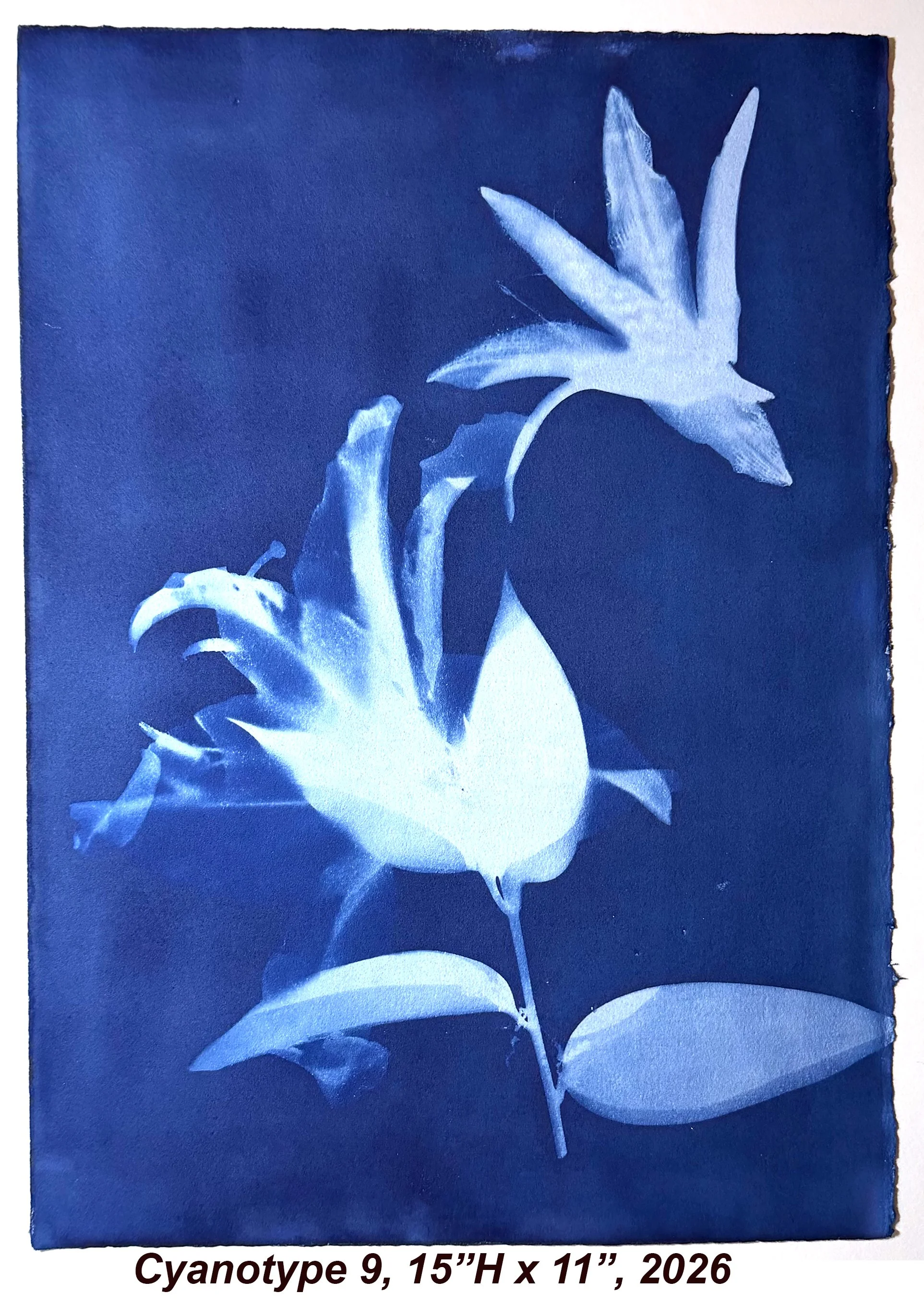Cyan9,15x10,2026.jpg