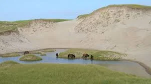 Sable Island