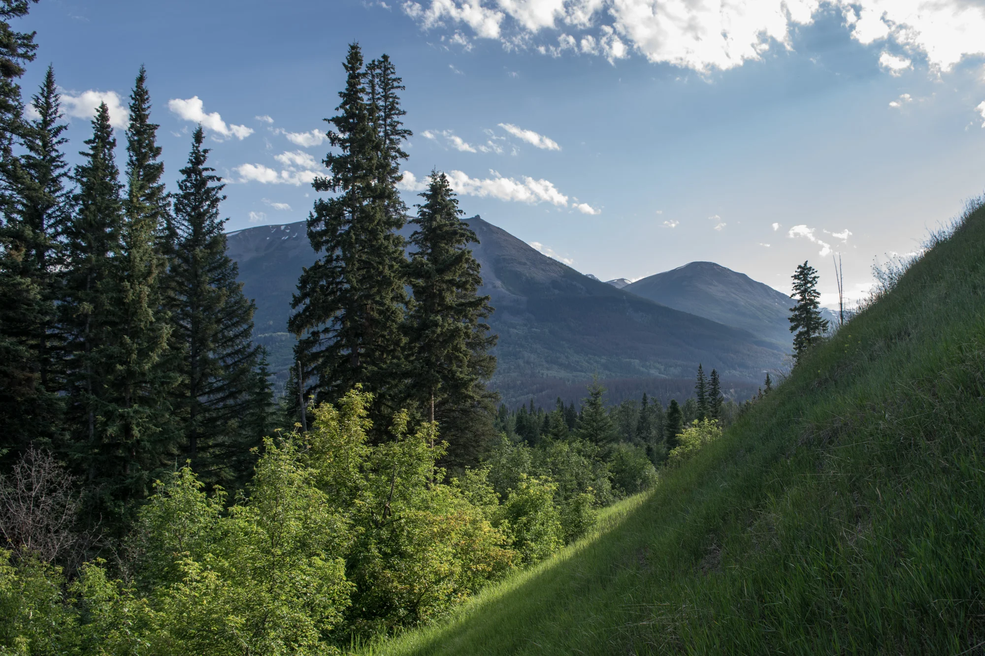 A view of Whistlers Peak through the trees in Jasper National Park.