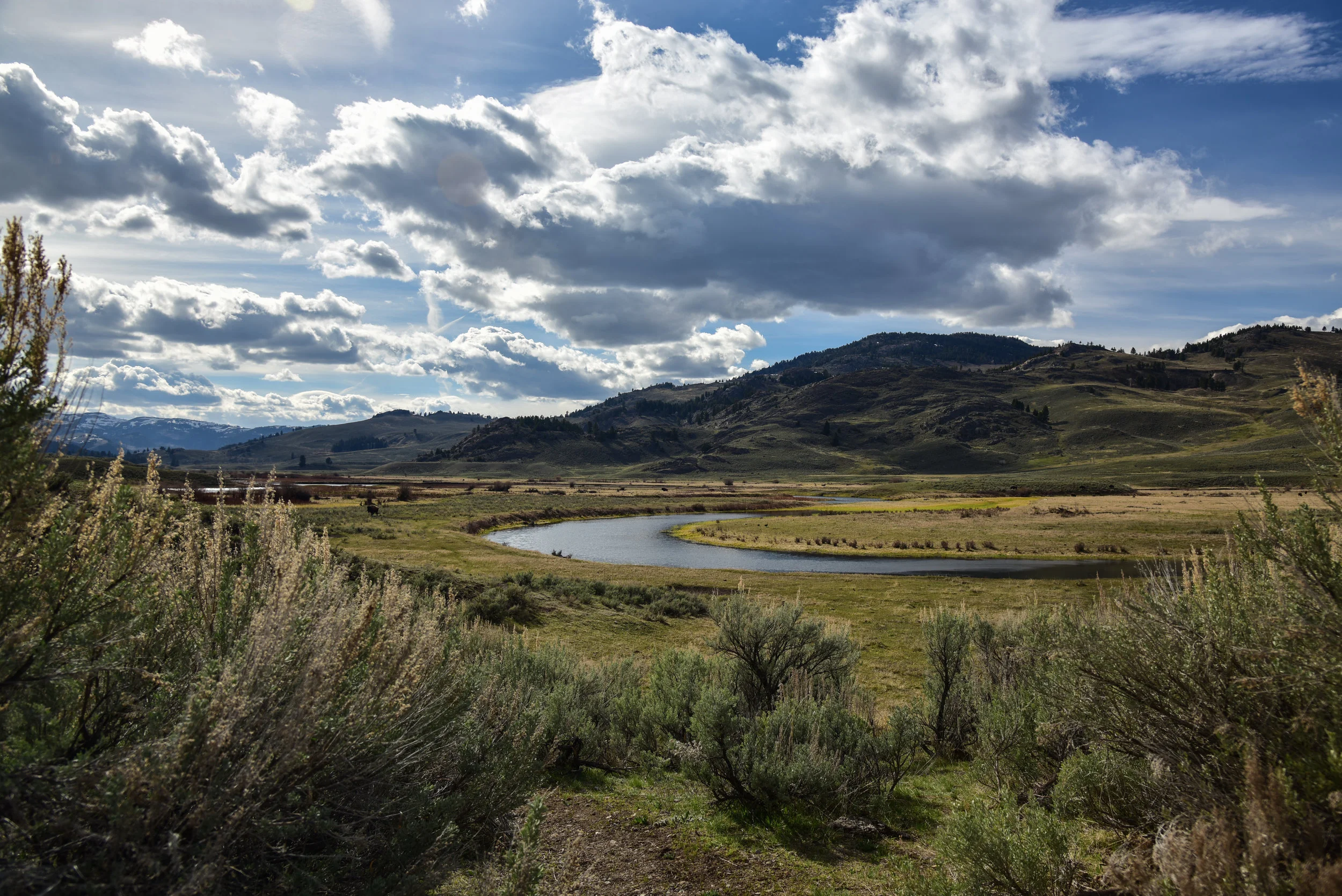 Lamar Valley in Yellowstone National Park