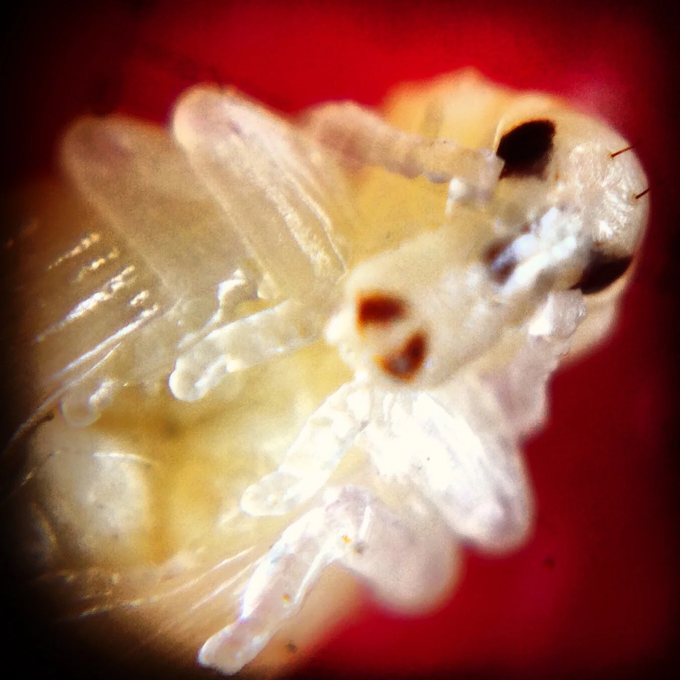 abw.jpg