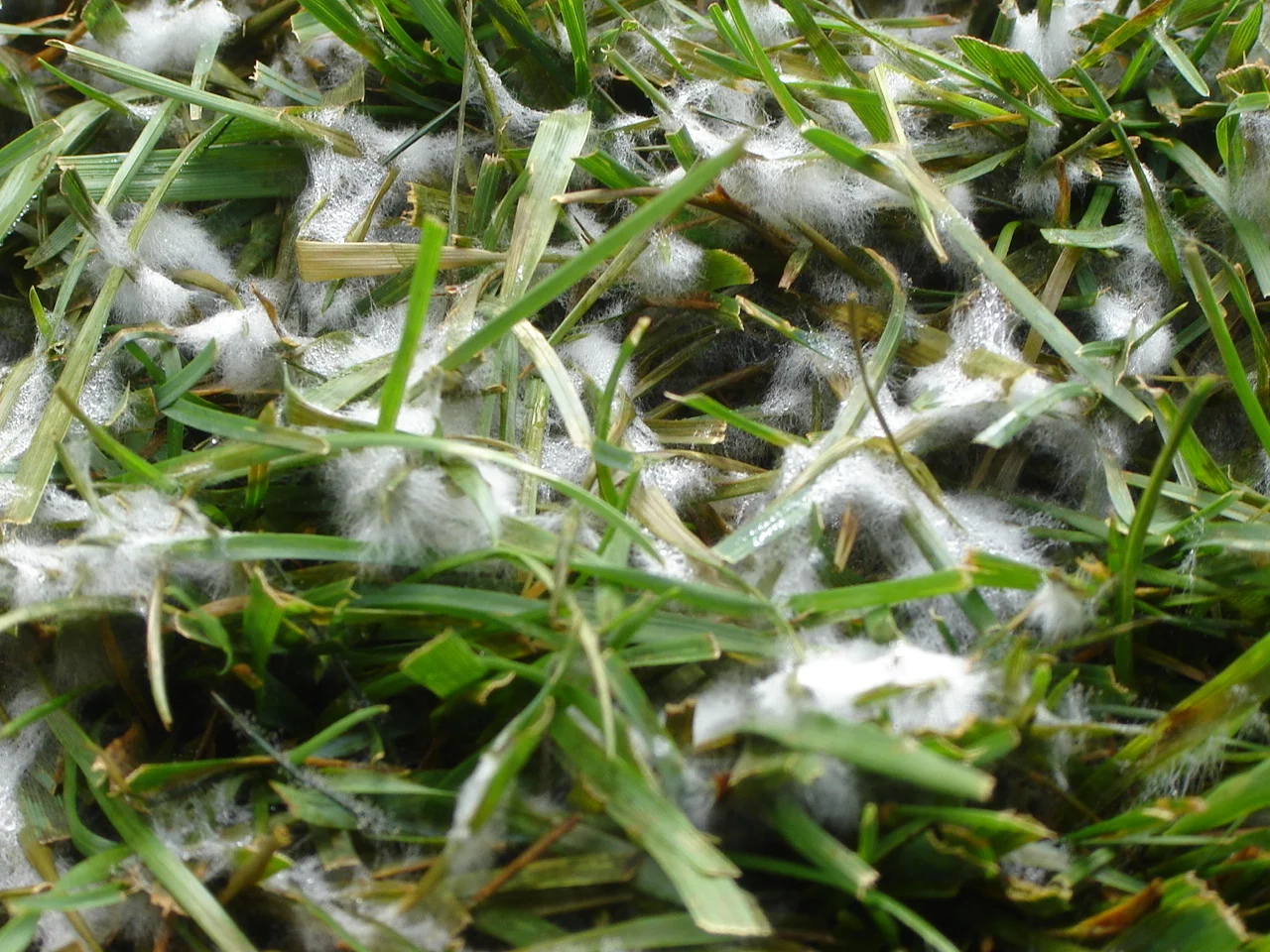 pythium.jpg