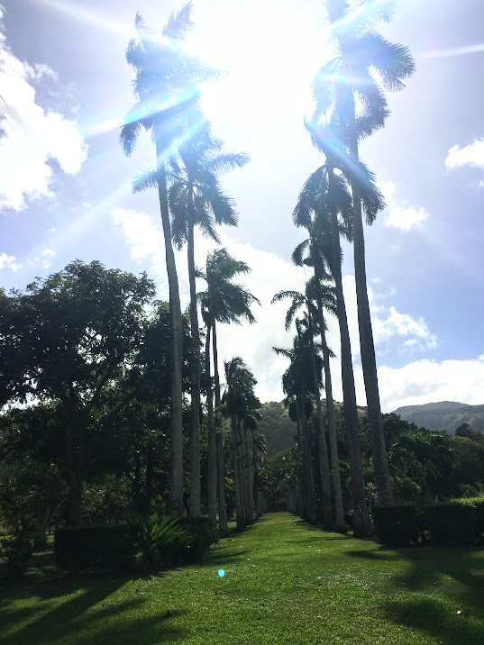 The french doors of the lodge open up to the beautiful rows of palm trees and mountain views. 