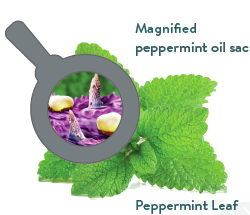 Image by doTerra®