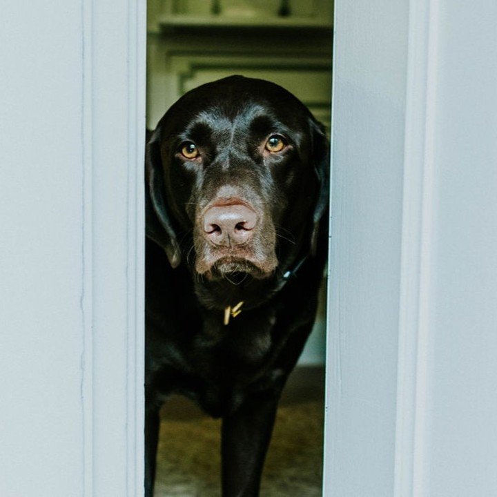 Happy National Pet Day to Cody, our chocolate lab! Cody is amazing and shares his love with us every day. We love him so much❤️