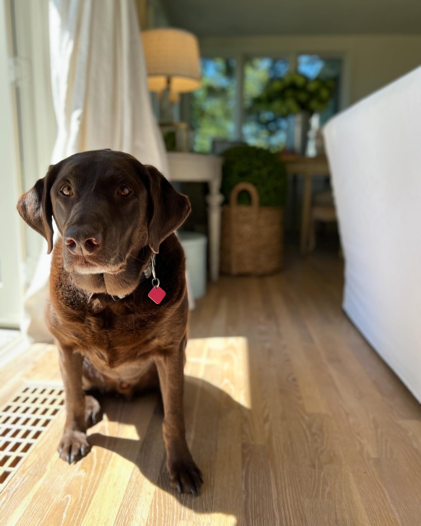 Our dear Cody departed for heaven this past weekend. He was 9-year-old. He brought a happy vibe to our office every day, be it through welcoming clients, convincing us to step away from our computers to play, or simply brightening our spirits with hi