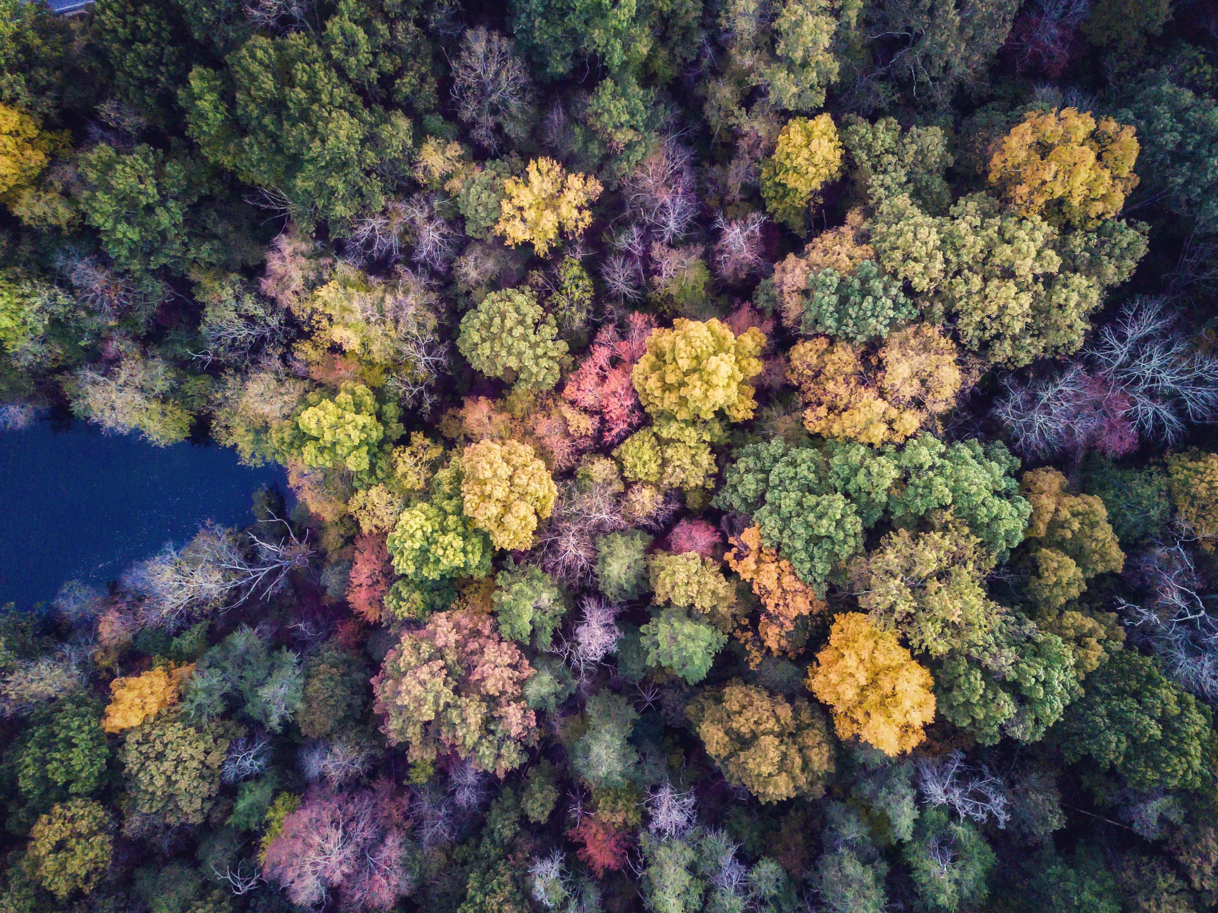 toxic broccoli baltimore aerials