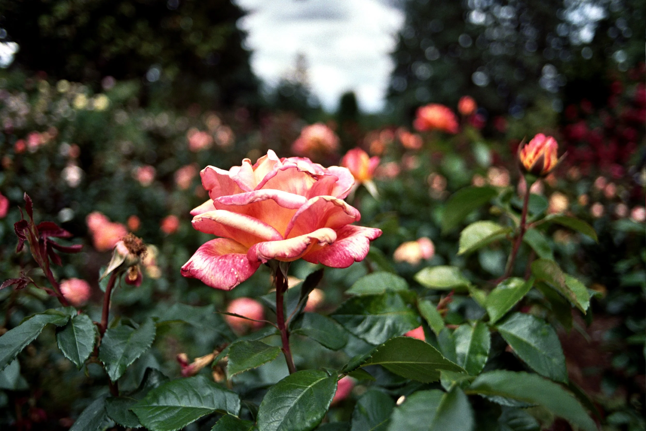 _8A_0384.jpg