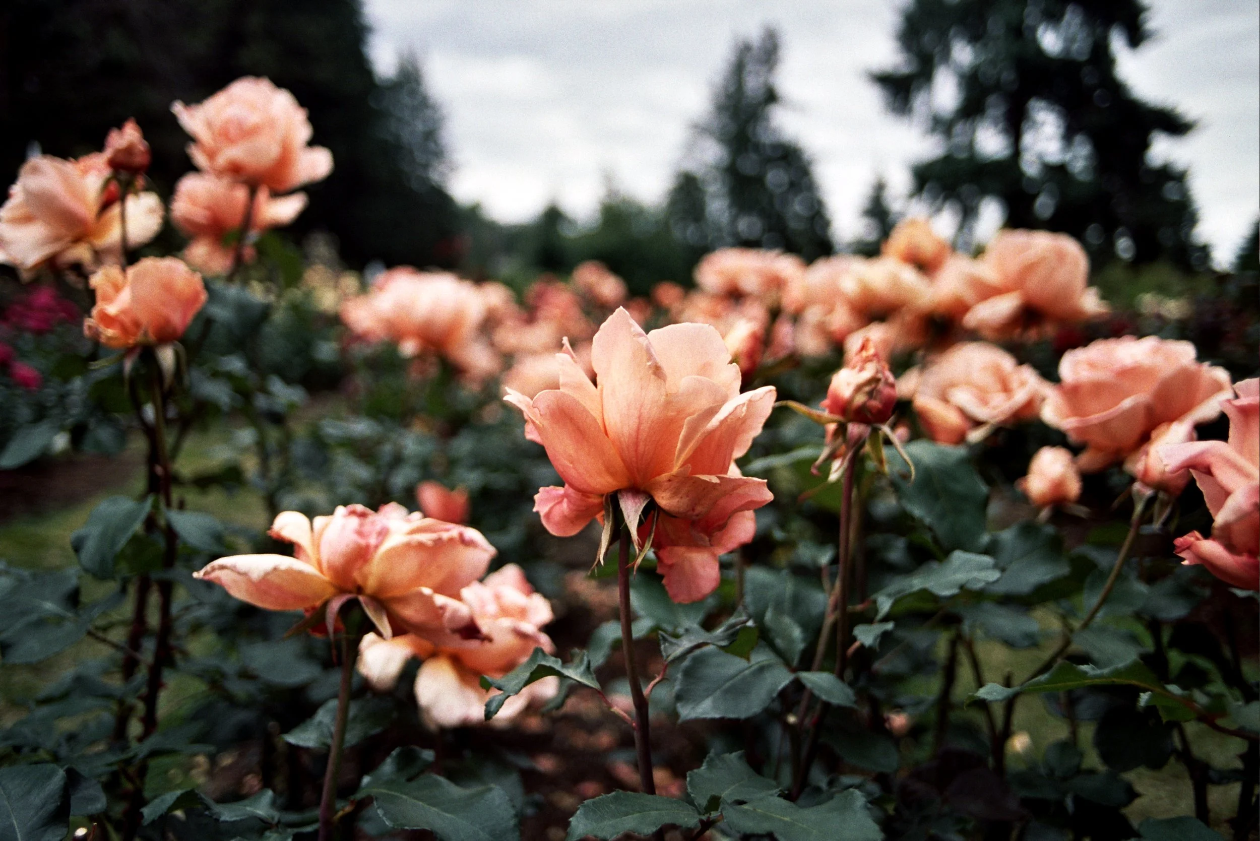 _9A_0385.jpg