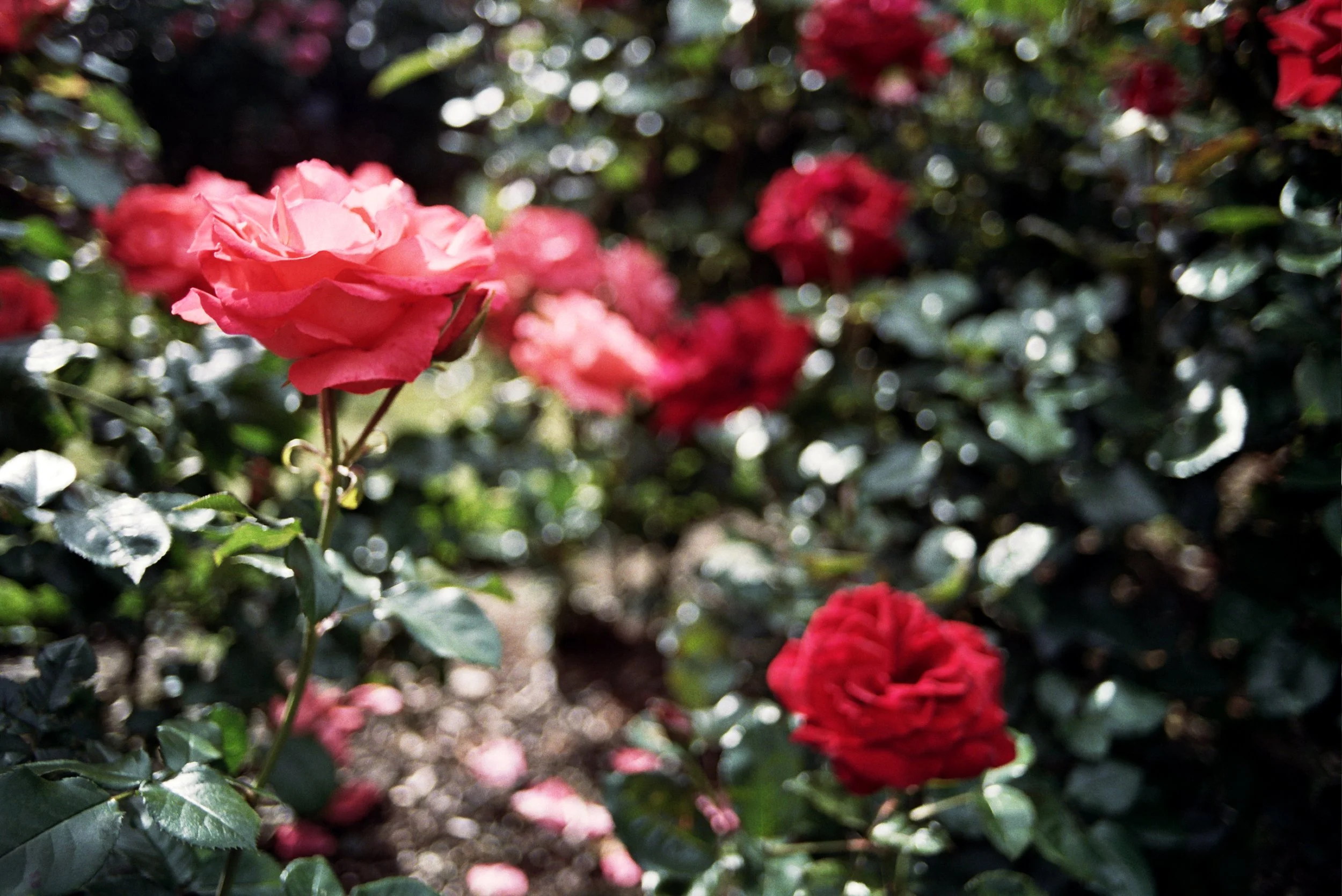11A_0387.jpg