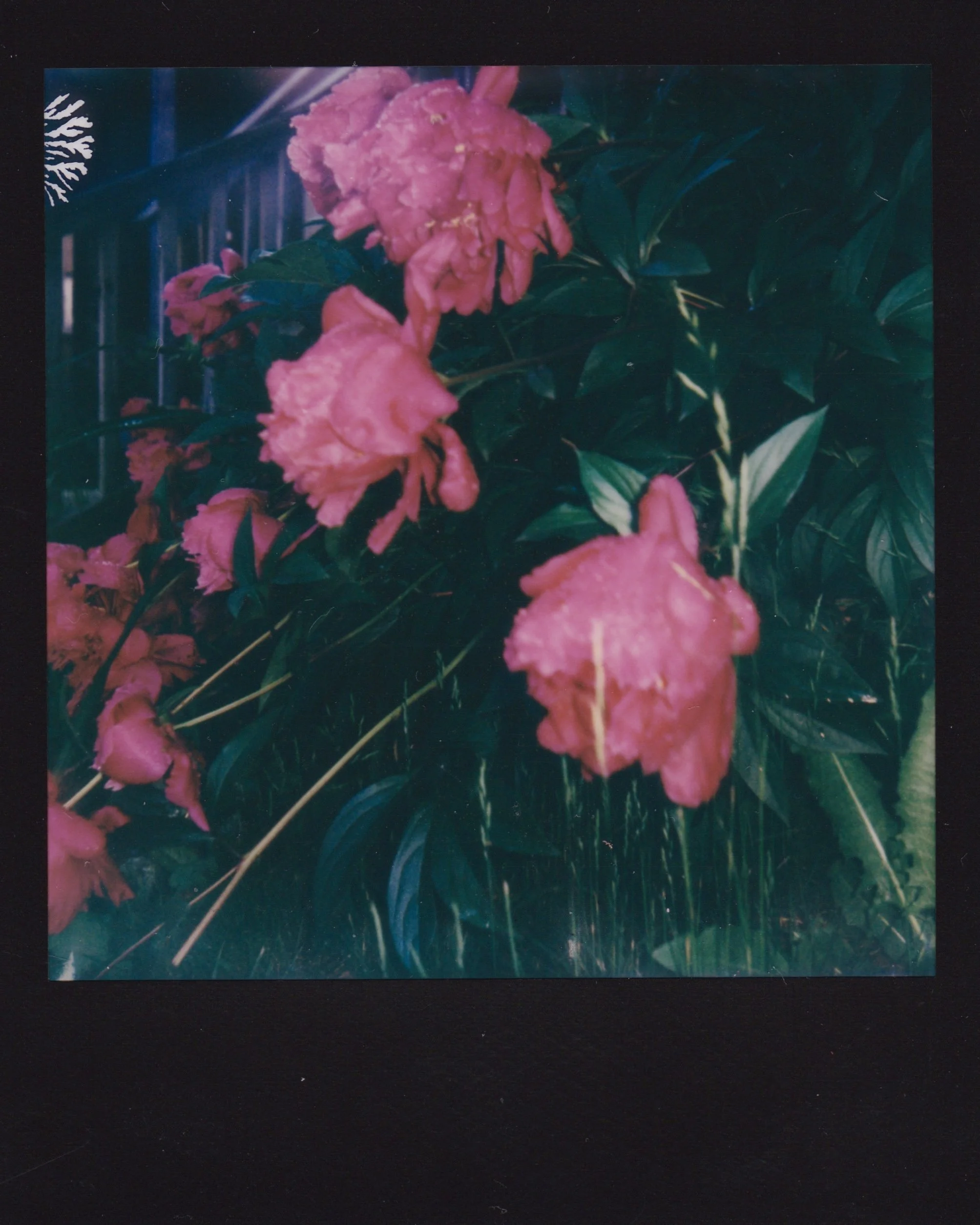 PEONY.jpg