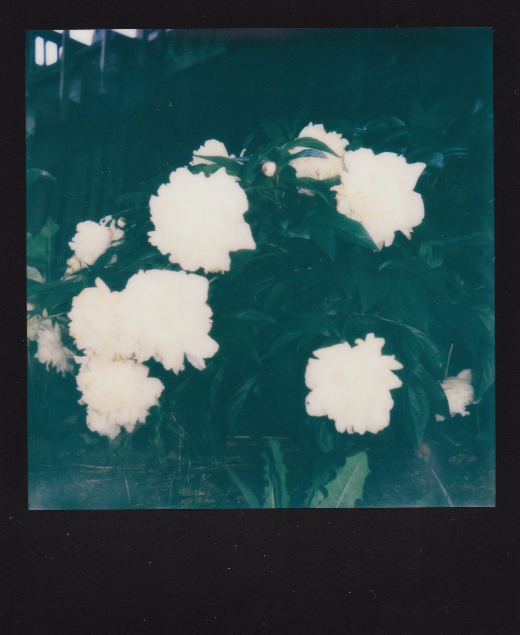 PEONY2.jpg
