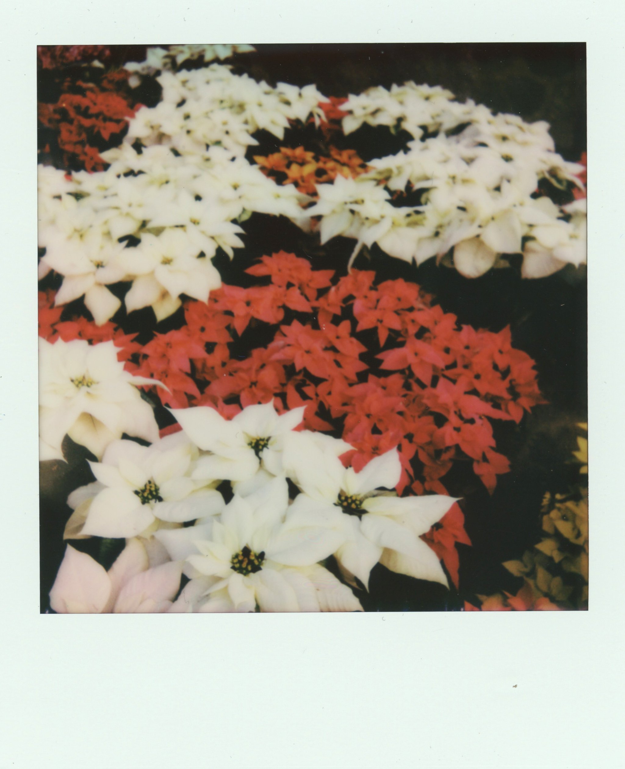 Scan 3.jpg