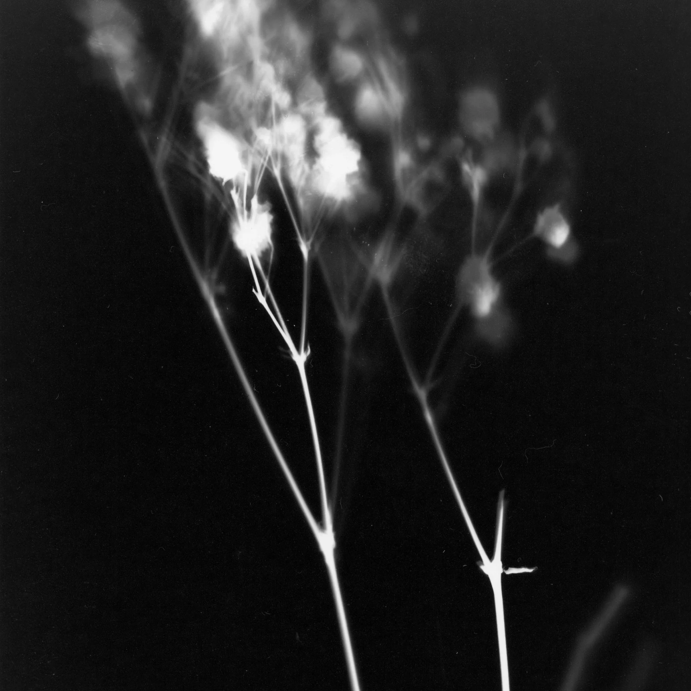 Photogram